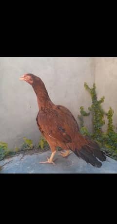 aseel miawali female