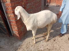 15maheny ka full actev anb haldi