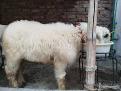 pure mundra chahtra