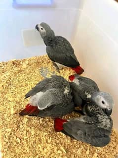 African grey parrot chick 03291940713
