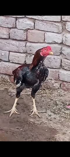 high quality aseel patha