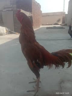 High quality aseel patha for sale
