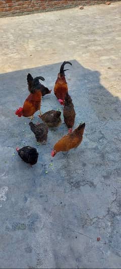 home chicks