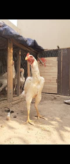 Aseel O Shamo Home Grown Top Quality