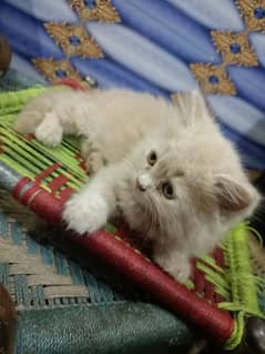 2 month baby cat