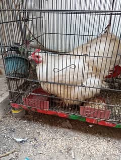 Bantam Pair Available