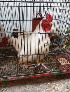 Bantam Pair Available