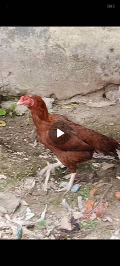aseel hen and chicks