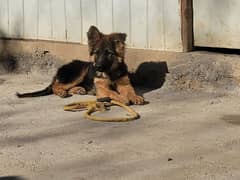 German shepherd puppies long coat my WhatsApp number 03001868066