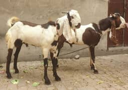 eid kay liya time waist nai karna