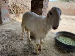 Beautiful Harri Sheep's