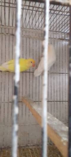 albino red eyes