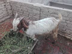 Male goat and male sheep is available for Qurbani