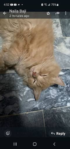 beautiful cat.