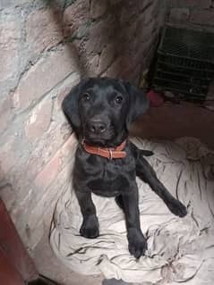 pure black lab