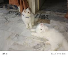 pension kitten for urgent sale