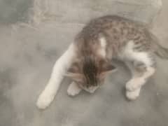 persion Cat
