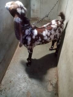 Bakra