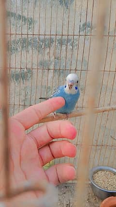 Budgie tamed pair for sale.