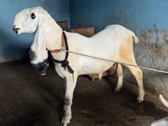 Dumba Sarghoda