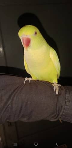 yellow red eyes females