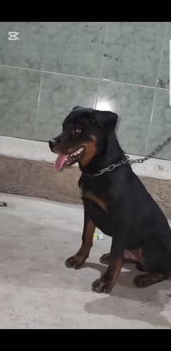 Rottweiler