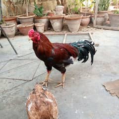 Aseel pair