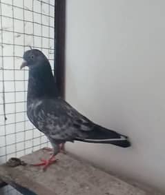 2 jory ha or 2 bachy pigeon kabutar