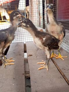 PURE THAI Blood Line CHICKS AVAILABLE