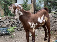Bakra for Eid