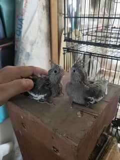 Cockatiel chicks for handtame
