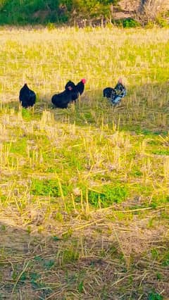 bantam