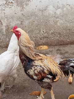Aseel Hen with Chicks and Aseel Murga