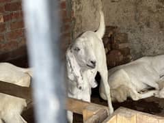 Rajanpuri Bakry | Goat | Bakra | Qurbani 2025 | White Bakra