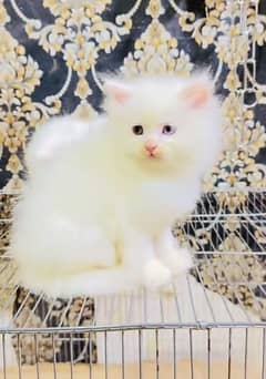Persian kitten for urgent sale my WhatsApp number 03706577151