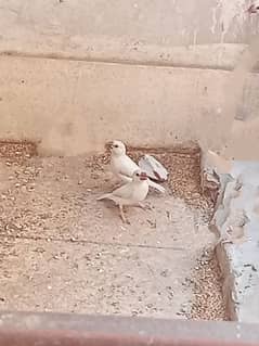 Silver Java Bird Pair