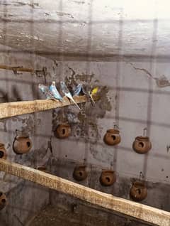 budgies