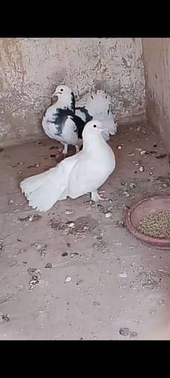 1 pair lakha breeder with 2 baby 2o din kea exchange possible