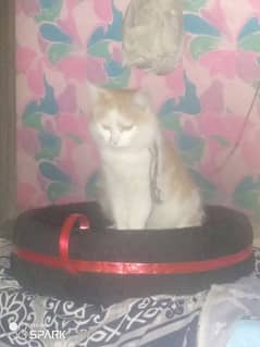 beautiful cat