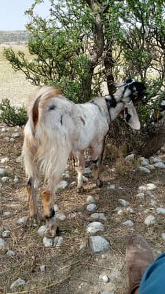 qurbani Waly bakray