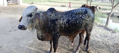 160kg. 6ft length cholastani pure
