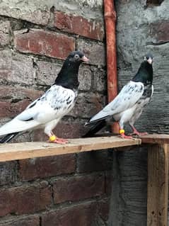 pigeons