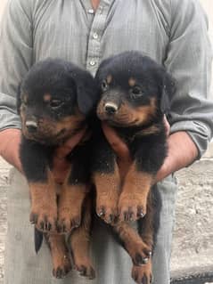 strong rottweiler puppies available
