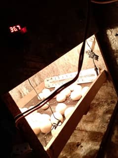 incubator