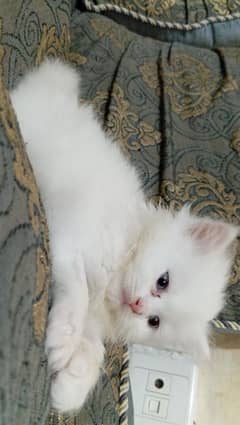 Persian kitten male