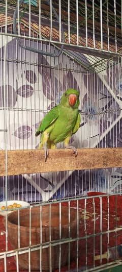 ringneck hand tem chick