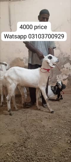 Goat | Bakra | goat for sale | Bakra for sale