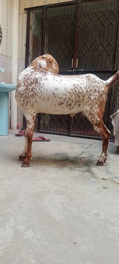 Bakra