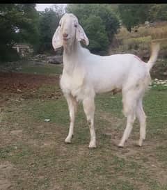 Qurbani ky Bakray for sale