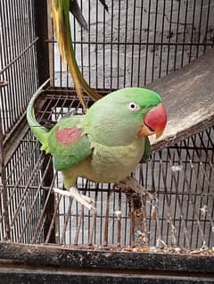 Breeder raw parrots for sale